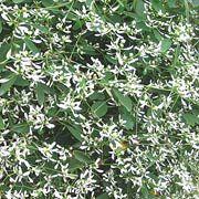 EuphorbiaDiamond Frost®